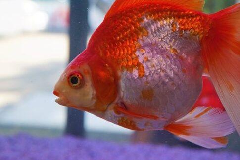 カミハタ養魚 姫路