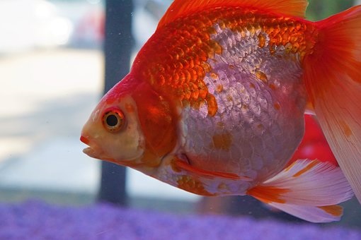 カミハタ養魚 姫路